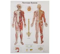 3B Scientific Tableau éducatif du système nerveux humain, anatomie centrale et périphérique pour enseignement médical