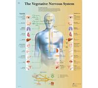 3B Scientific Tableau éducatif du système nerveux végétatif, anatomie autonome, système sympathique et parasympathique