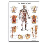 3B Scientific Tableau éducatif du système vasculaire, artères, veines et anatomie de la circulation sanguine