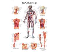3B Scientific Tableau éducatif du système vasculaire en allemand, anatomie circulatoire, artères et veines humaines, 50 × 67 cm