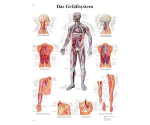 3B Scientific Tableau éducatif du système vasculaire en allemand, anatomie circulatoire, artères et veines humaines, 50 × 67 cm