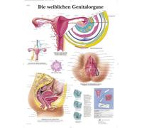 3B Scientific Tableau éducatif - Les organes génitaux féminins VR0532UU