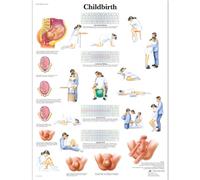 3B Scientific - Tableau Laminé de l’Accouchement - Affiche d’Anatomie Protégée contre les UV et la Poussière pour Étude, Enseignement & Cliniques