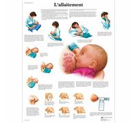 3B Scientific - Tableau Laminé de l’Allaitement - Affiche d’Anatomie Protégée contre les UV et la Poussière pour Étude, Enseignement & Cliniques