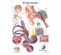 3B Scientific - Tableau Laminé de l’Oreille Humaine - Affiche d’Anatomie Protégée contre les UV et la Poussière pour Étude, Enseignement & Cliniques