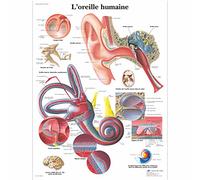 3B Scientific - Tableau Laminé de l’Oreille Humaine - Affiche d’Anatomie Protégée contre les UV et la Poussière pour Étude, Enseignement & Cliniques