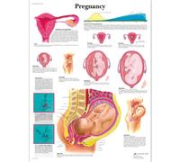 3B Scientific - Tableau Laminé de la Grossesse - Affiche d’Anatomie Protégée contre les UV et la Poussière pour Étude, Enseignement & Cliniques