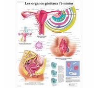 3B Scientific - Tableau Laminé des Organes Généraux Féminins - Affiche d’Anatomie Protégée contre les UV et la Poussière pour Étude, Enseignement & Cliniques