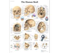 3B Scientific Anatomie humaine - Tableau tête de mort humaine, version plastifiée