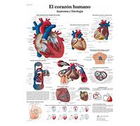 3B Scientific - Tableau Laminé du Cœur Humain - Anatomie & Physiologie - Affiche Protégée contre les UV et la Poussière pour Étude, Enseignement & Cliniques