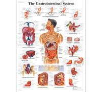 3B Scientific - Tableau Laminé du Système Gastro-intestinal Humain - Affiche d’Anatomie Protégée contre les UV et la Poussière pour Étude, Enseignement & Cliniques