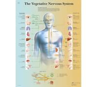 3B Scientific - Tableau Laminé du Système Nerveux Autonome - Affiche d’Anatomie Protégée contre les UV et la Poussière pour Étude, Enseignement & Cliniques