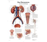 3B Scientific Tableau laminé pour système urinaire humain - Anatomie et physiologie - Affiche résistante aux UV et à la poussière pour les études, l'enseignement et les cliniques