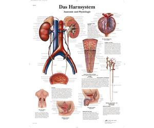3B Scientific Tableau laminé pour système urinaire humain - Anatomie et physiologie - Affiche résistante aux UV et à la poussière pour les études, l'enseignement et les cliniques