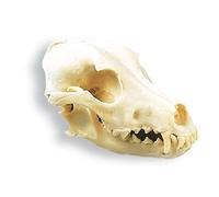 3B Scientific Tête de mort pour chien (Canis lupus familiaris), réplique