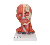 3B Scientific® Tête Taille Réelle - Modèle Humain en 5 Parties avec Muscles, Nerfs, Vaisseaux & Cerveau Amovible + Smart Anatomy App (Garantie de 5 Ans)