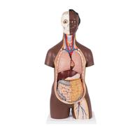 3B Scientific Torse classique asexué, en 12 parties, peau foncée - 3B Smart Anatomy