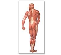 3B Scientific V2005M Planche La musculature humaines, vue dorsale