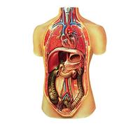 3B Scientific V2006M Planche Les organes internes