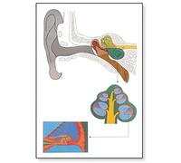 3B Scientific V2010U Planche L'oreille