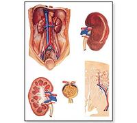 3B Scientific V2013U Planche Le rein