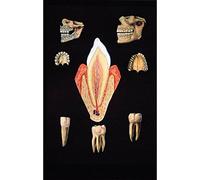 3B Scientific V2016U Planche Denture saine