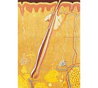3B Scientific V2023M Planche La peau