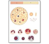 3B Scientific V2031U Planche Le sang I, Composition