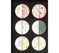 3B Scientific V2041M Planche Bactéries