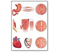 3B Scientific V2052M Planche Le tissu musculaire