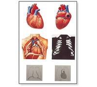 3B Scientific V2053M Planche Le cœur I, anatomie