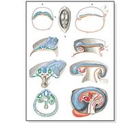 3B Scientific V2067M Planche Embryologie II