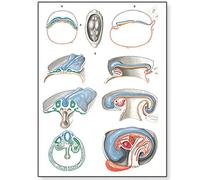 3B Scientific V2067U Planche Embryologie II