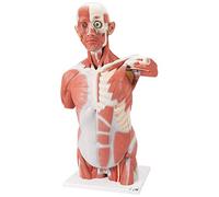3B Scientific VA16 Torse avec Musculature, Grandeur Nature, en 27 Parties + Application anatomie gratuite - 3B Smart Anatomy
