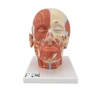 3B Scientific VB129 Musculature de la Tête avec Nerfs + Application anatomie gratuite - 3B Smart Anatomy