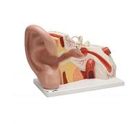 3B Scientific VJ513 Oreille Géante, Agrandie 5 Fois, en 3 Parties + Application anatomie gratuite - 3B Smart Anatomy