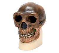 3B Scientific VP750/1 Réplique de crâne d'Homo erectus pekinensis (Weidenreich, 1940)