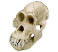 3B Scientific VP761/1 Crâne d'orang-outan mâle (Pongo Pygmaeus), 22,1 x 16 x 18 cm