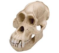 3B Scientific VP761/1 Crâne d'un orang-outang (Pongopygmaeus), mâle, réplique