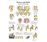 3B Scientific VR0172L Bassins et hanches (en langue allemande)