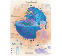 3B Scientific VR1722L Anatomie humaine - Graphique de la grippe, version plastifiée