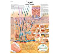 3B Scientific VR3283UU imprimé sur papier, la peau