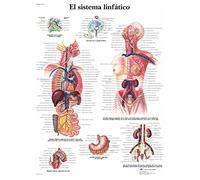 3B Scientific VR3392UU imprimé sur papier, le système infatique