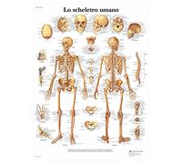 3B Scientific vr4113l le squelette humain, 1