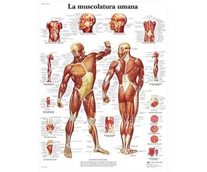 3B Scientific vr4118l la musculature, 1