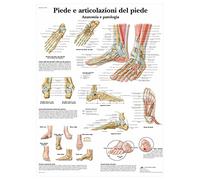 3B Scientific VR4176L Pieds et articulation du pied