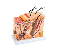 3D du modèle de Peau Humaine avec Augmentation de la Peau 50Veces Major Modèle tridimensionnel d'anatomie de la Peau hum