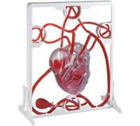 3D Heart Blood Circulation Model - Anatomical Heart Model for Educational Teaching and Science Experiments