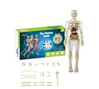 3D Human Body Torso Model for Kid Anatomy Model Skeleton, Modèle Anatomique du Squelette Humain, Mini Modèle De Squelette Humain pour Squelette De Modèle D'Anatomie d'enfant