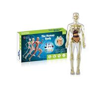 3d Human Body Torso Model for Kid Anatomy Model Skeleton,modèle d'organe de Torse Humain assemblé par Bricolage,3D Modèle d'Organe humain Squelette,Outil D'Étude De Modèle 3D